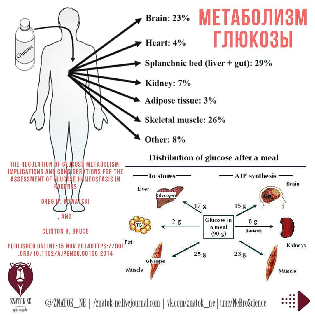 Влияние глюкозы на метаболизм