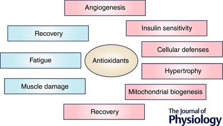 Влияние антиоксидантов на успехи в фитнесе